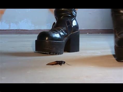 boots crush roach|Dream Crush.